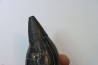 Sperm Whale tooth :Scaldicetus grandis