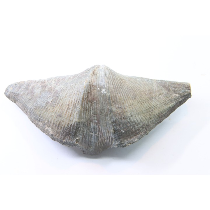 CYRTOSPIRIFER VERNEUILLI  et petrocrania sp. Devonien - Barvaux Belgique