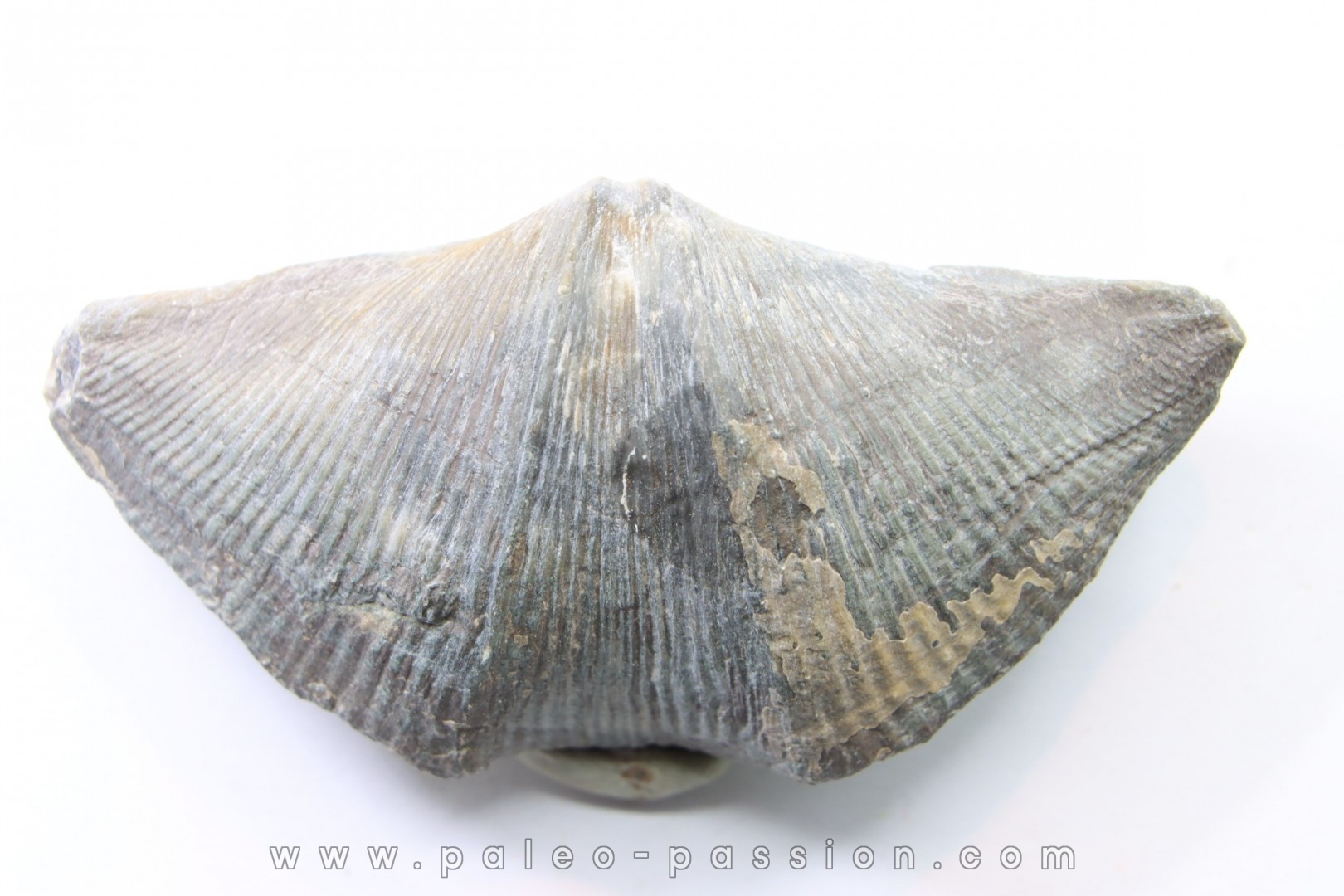 CYRTOSPIRIFER VERNEUILLI Fransnian - (upper Devonian) - Barvaux sur Ourthe - Belgium