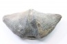 CYRTOSPIRIFER VERNEUILLI Fransnian - (upper Devonian) - Barvaux sur Ourthe - Belgium