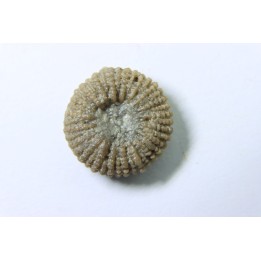 corail bouton: Palaeocyclus Porpitus (Linnaeus, 1765) - Silurian - Lickarshamn - Gotland, SUEDE