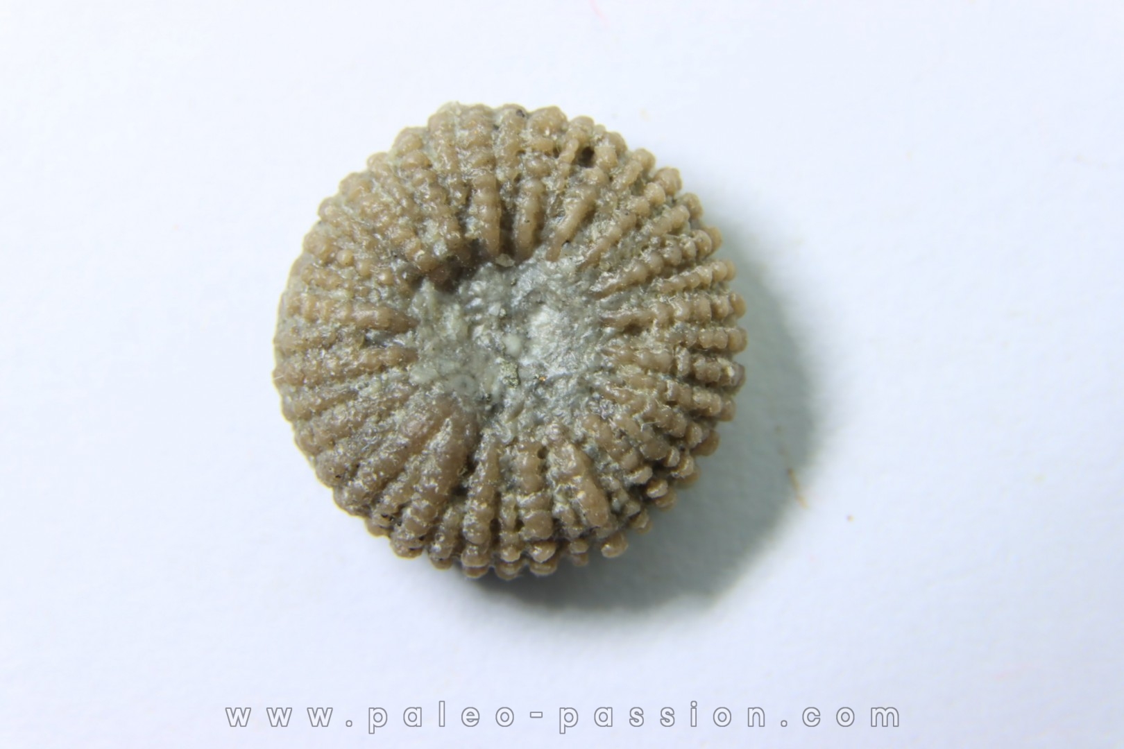 corail bouton: Palaeocyclus Porpitus (Linnaeus, 1765) - Silurian - Lickarshamn - Gotland, SUEDE