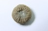 corail bouton: Palaeocyclus Porpitus (Linnaeus, 1765) - Silurien - Lickarshamn - Gotland, SUEDE