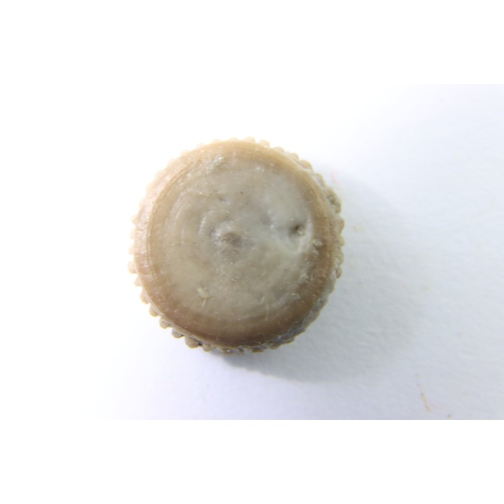 corail bouton: Palaeocyclus Porpitus (Linnaeus, 1765) - Silurien - Lickarshamn - Gotland, SUEDE