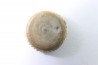 corail bouton: Palaeocyclus Porpitus (Linnaeus, 1765) - Silurien - Lickarshamn - Gotland, SUEDE