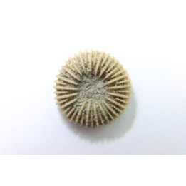 corail bouton: Palaeocyclus Porpitus (Linnaeus, 1765) - Silurian - Lickarshamn - Gotland, SUEDE