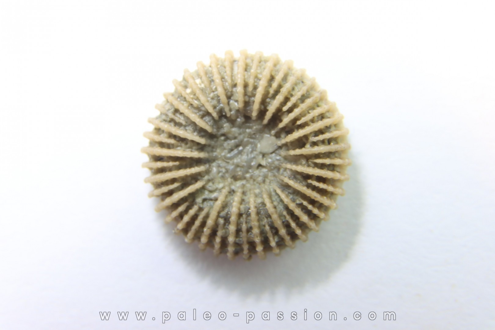 corail bouton: Palaeocyclus Porpitus (Linnaeus, 1765) - Silurien - Lickarshamn - Gotland, SUEDE