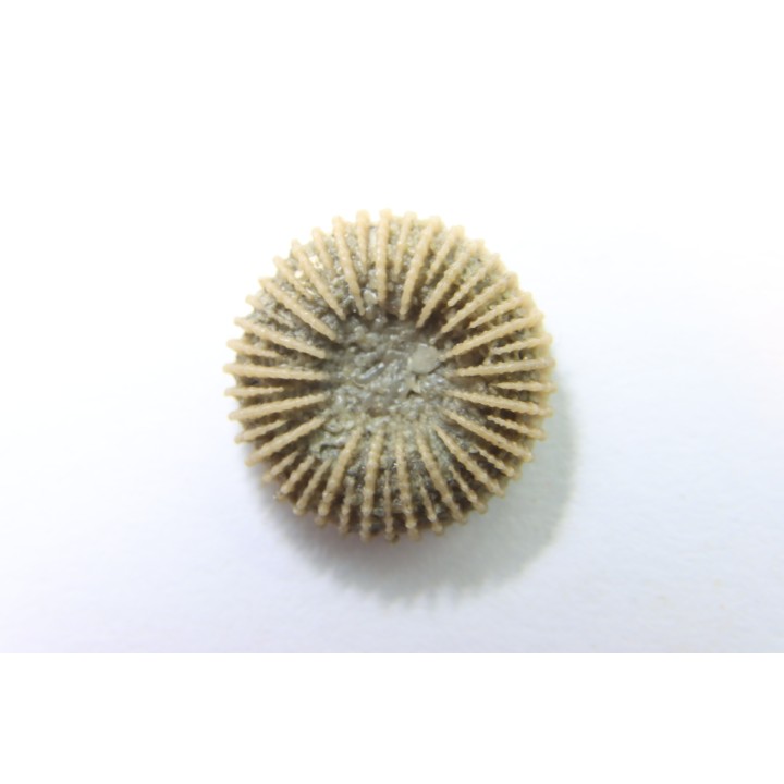 corail bouton: Palaeocyclus Porpitus (Linnaeus, 1765) - Silurien - Lickarshamn - Gotland, SUEDE