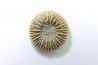corail bouton: Palaeocyclus Porpitus (Linnaeus, 1765) - Silurian - Lickarshamn - Gotland, SUEDE