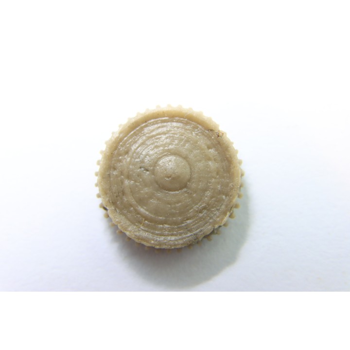 corail bouton: Palaeocyclus Porpitus (Linnaeus, 1765) - Silurien - Lickarshamn - Gotland, SUEDE