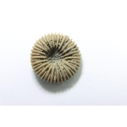 corail bouton: Palaeocyclus Porpitus (Linnaeus, 1765) - Silurian - Lickarshamn - Gotland, SUEDE
