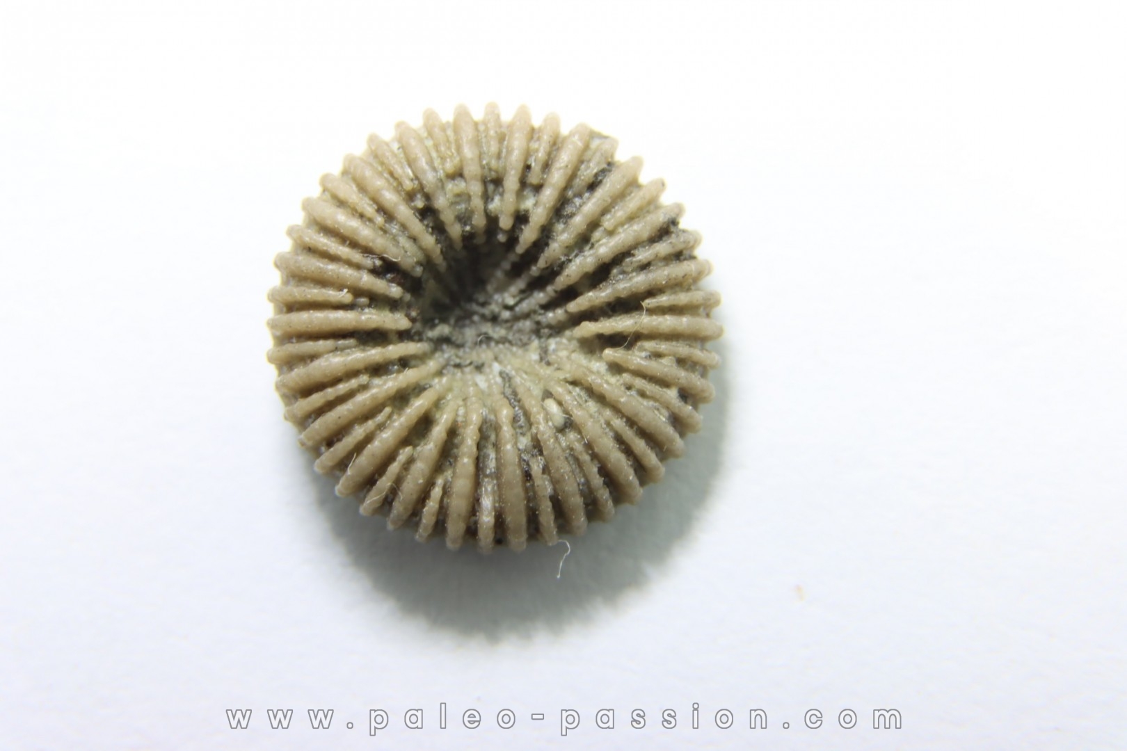corail bouton: Palaeocyclus Porpitus (Linnaeus, 1765) - Silurian - Lickarshamn - Gotland, SUEDE