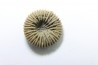 corail bouton: Palaeocyclus Porpitus (Linnaeus, 1765) - Silurian - Lickarshamn - Gotland, SUEDE