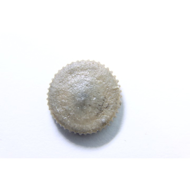 corail bouton: Palaeocyclus Porpitus (Linnaeus, 1765) - Silurien - Lickarshamn - Gotland, SUEDE