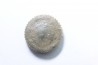 corail bouton: Palaeocyclus Porpitus (Linnaeus, 1765) - Silurien - Lickarshamn - Gotland, SUEDE