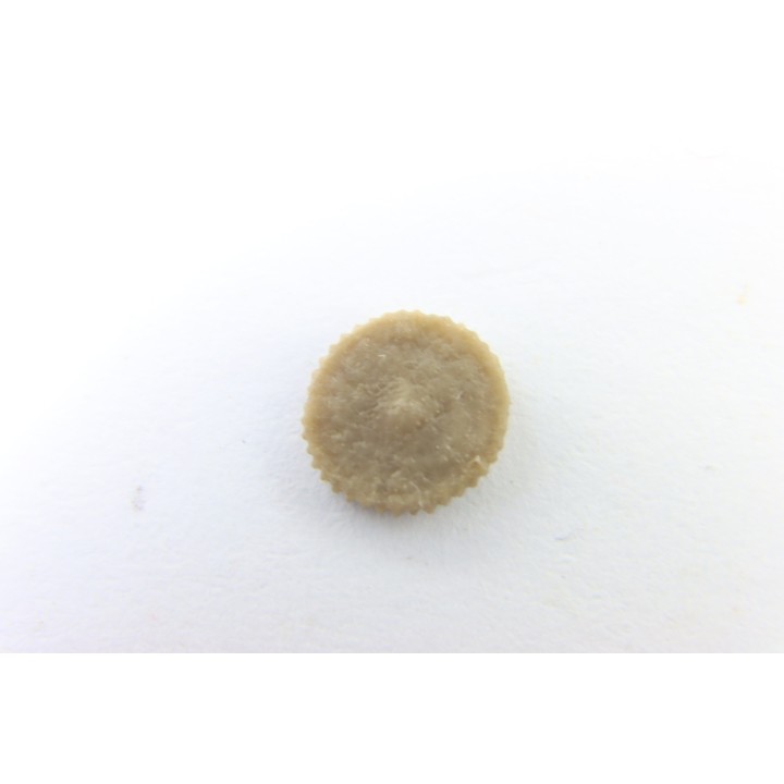 corail bouton: Palaeocyclus Porpitus (Linnaeus, 1765) - Silurien - Lickarshamn - Gotland, SUEDE