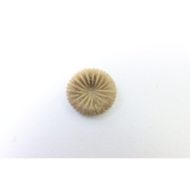 corail bouton: Palaeocyclus Porpitus (Linnaeus, 1765) - Silurien - Lickarshamn - Gotland, SUEDE