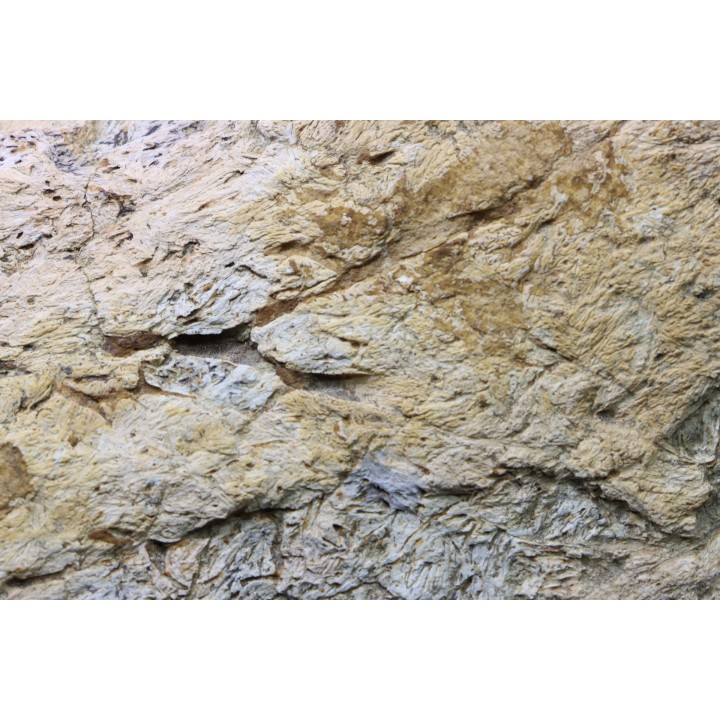 Dinosaure: fragment de collerette de TRICERATOPS HORRIDUS - Hell Creek  Fmt - crétacé sup. - Glendive County, Montana