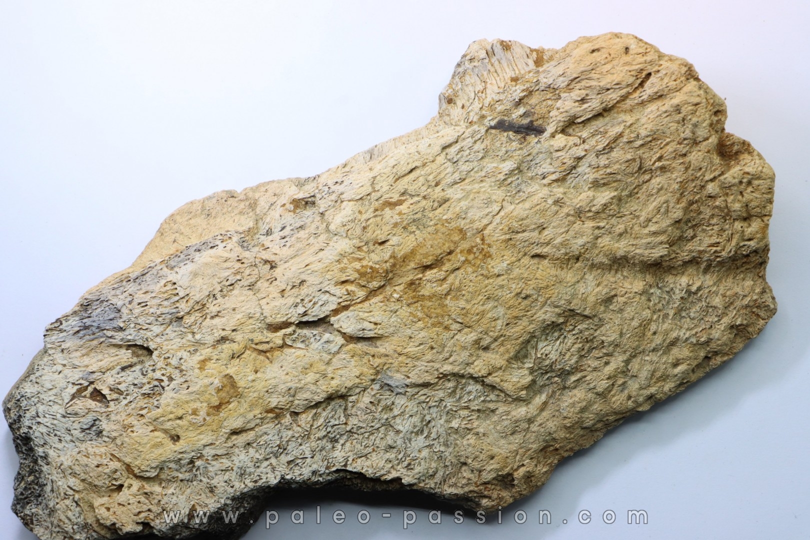 Dinosaure: fragment de collerette de TRICERATOPS HORRIDUS - Hell Creek Fmt - crétacé sup. - Glendive County, Montana