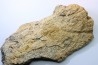 Dinosaure: fragment de collerette de TRICERATOPS HORRIDUS - Hell Creek Fmt - crétacé sup. - Glendive County, Montana