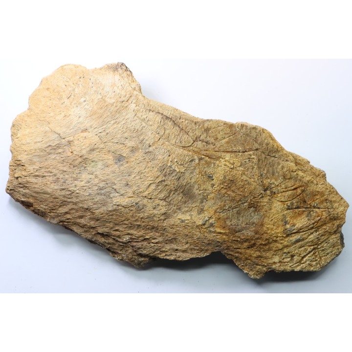 Dinosaure: fragment de collerette de TRICERATOPS HORRIDUS - Hell Creek  Fmt - crétacé sup. - Glendive County, Montana