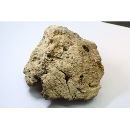 dinosaure freak: TRICERATOPS HORRIDUS