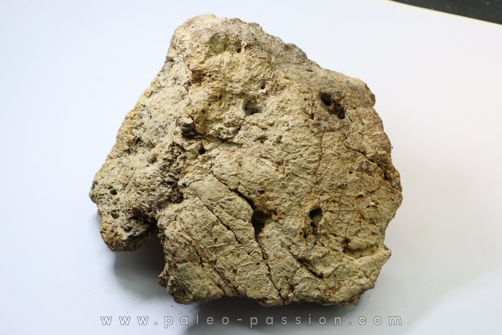 dinosaure freak: TRICERATOPS HORRIDUS