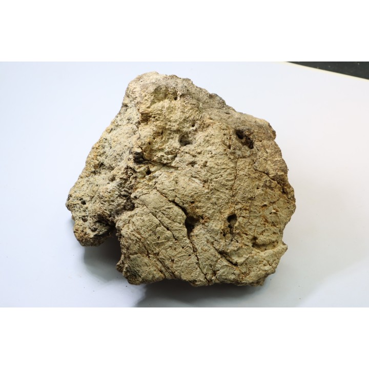 dinosaure freak: TRICERATOPS HORRIDUS