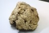 dinosaure freak: TRICERATOPS HORRIDUS
