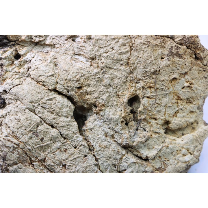 dinosaure freak: TRICERATOPS HORRIDUS