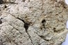 dinosaure freak: TRICERATOPS HORRIDUS