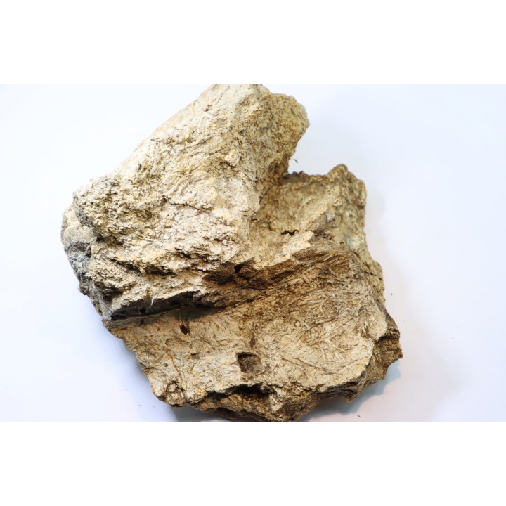 dinosaure freak: TRICERATOPS HORRIDUS