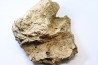 dinosaure freak: TRICERATOPS HORRIDUS