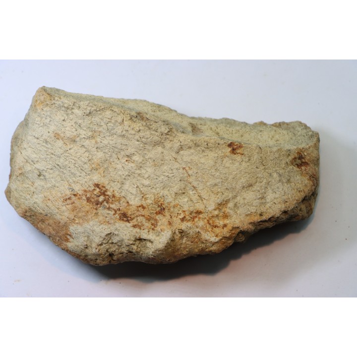 dinosaure freak: TRICERATOPS HORRIDUS