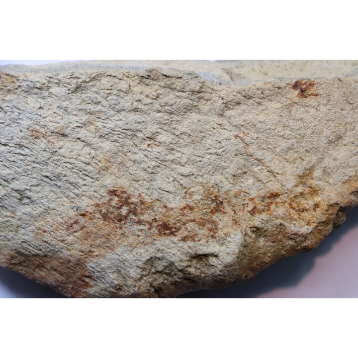 dinosaure freak: TRICERATOPS HORRIDUS