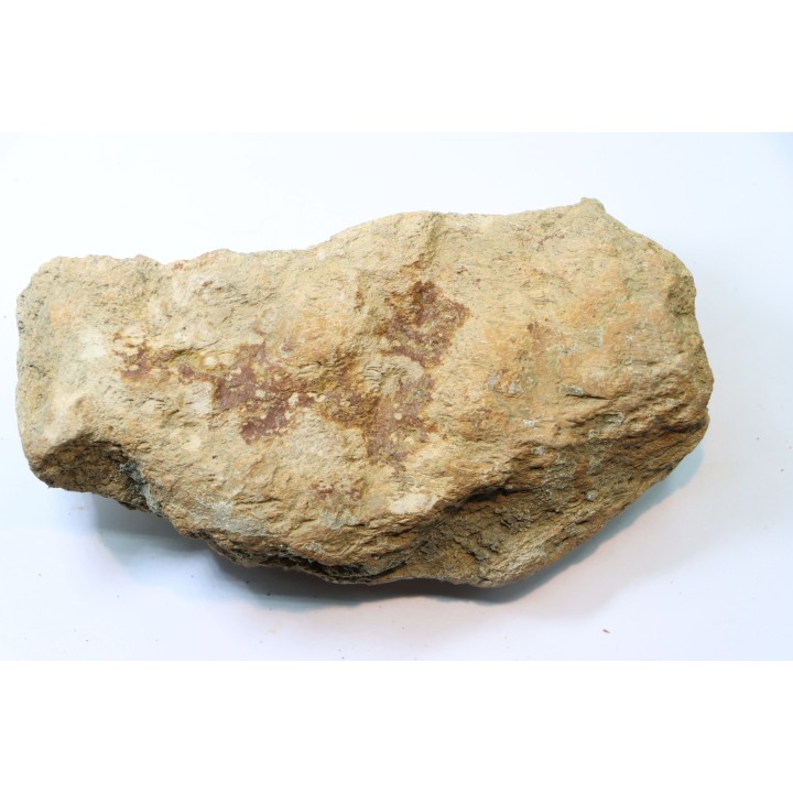 dinosaure freak: TRICERATOPS HORRIDUS