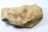 dinosaure freak: TRICERATOPS HORRIDUS