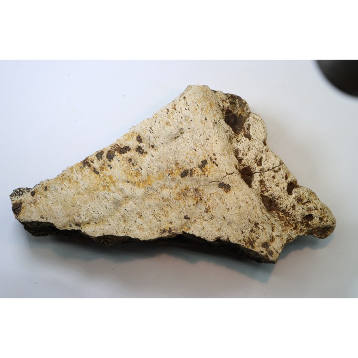 dinosaure freak: TRICERATOPS HORRIDUS