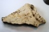 dinosaure freak: TRICERATOPS HORRIDUS