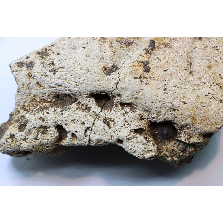 dinosaure freak: TRICERATOPS HORRIDUS