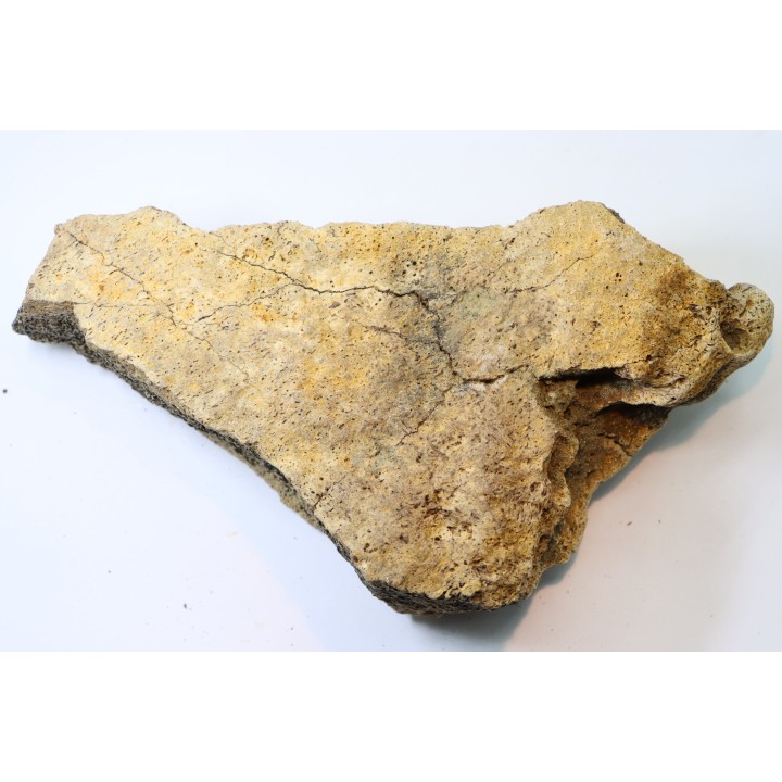 dinosaure freak: TRICERATOPS HORRIDUS