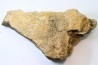 dinosaure freak: TRICERATOPS HORRIDUS