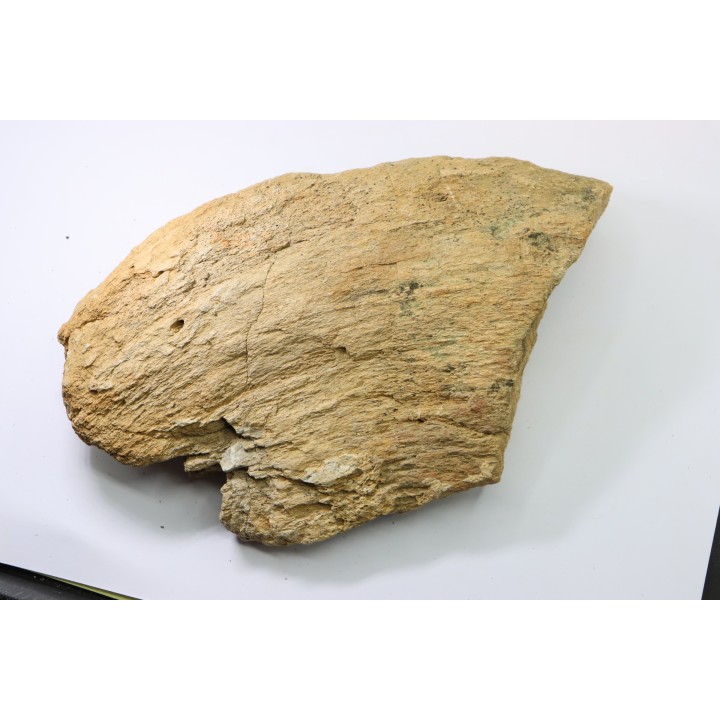 dinosaure freak: TRICERATOPS HORRIDUS