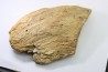 dinosaure freak: TRICERATOPS HORRIDUS
