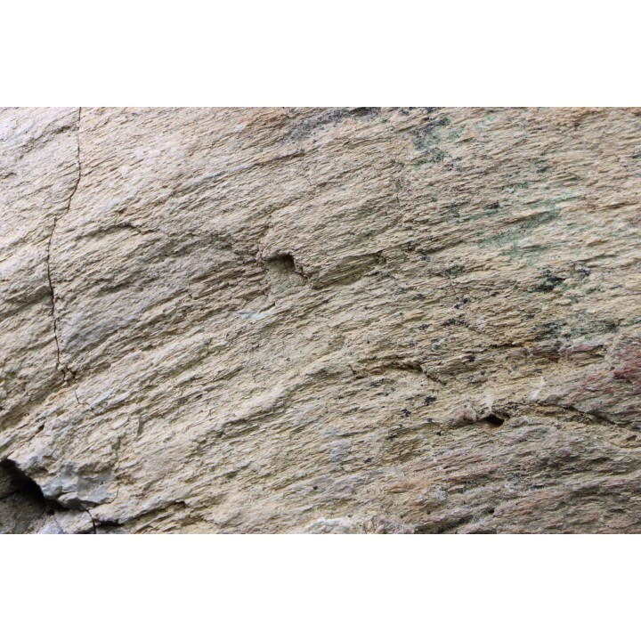 dinosaure freak: TRICERATOPS HORRIDUS