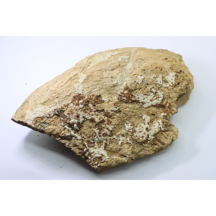 dinosaure freak: TRICERATOPS HORRIDUS