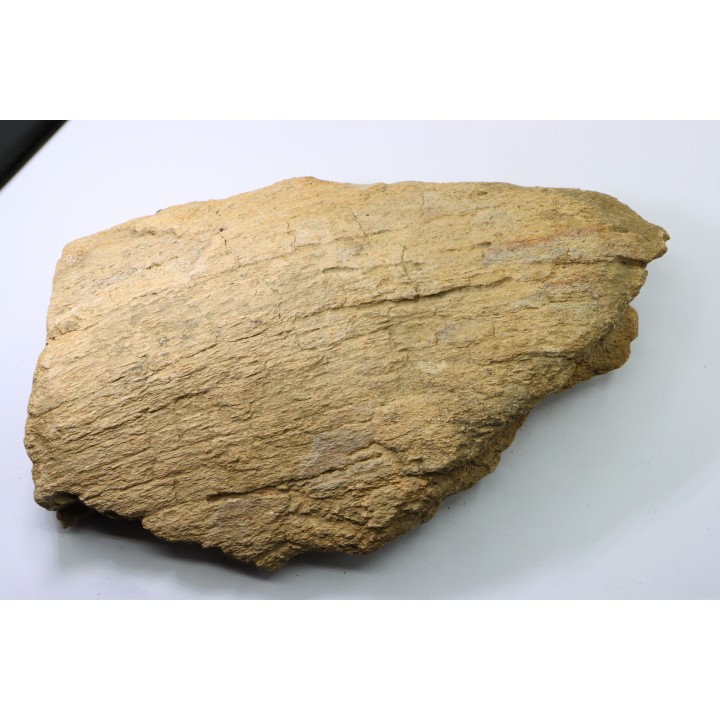dinosaure freak: TRICERATOPS HORRIDUS