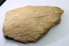 dinosaure freak: TRICERATOPS HORRIDUS