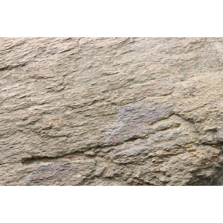 dinosaure freak: TRICERATOPS HORRIDUS