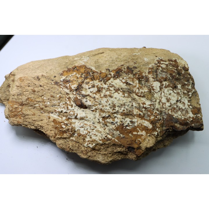 dinosaure freak: TRICERATOPS HORRIDUS